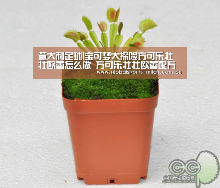 国际米兰